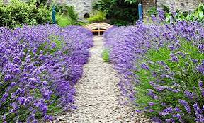 Lavender Munstead