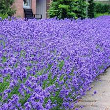 Lavender Munstead