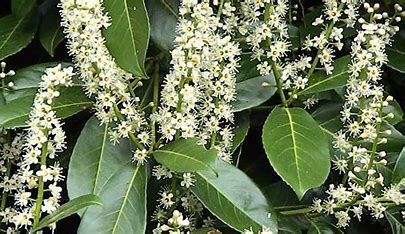 Prunus Rotundifolia (Cherry Laurel)