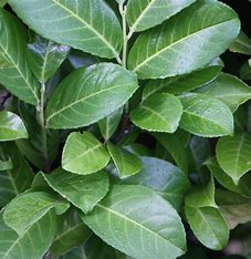 Prunus Rotundifolia (Cherry Laurel)