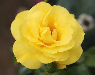 Golden Wedding Rose