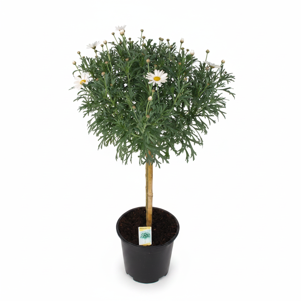 Argyranthemum White Stem standard plant in a black pot on white background
