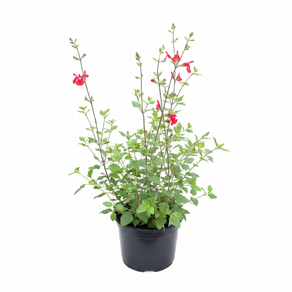 Salvia Hot Lips