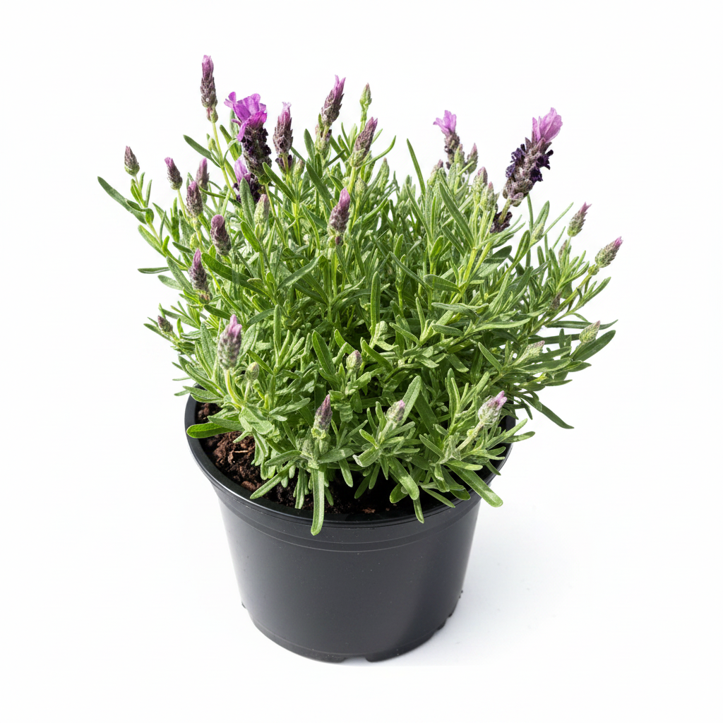 Lavender Castilliano Rose
