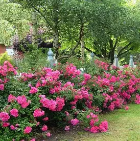 Pink Supreme Flower Carpet Rose