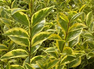 Golden Privet