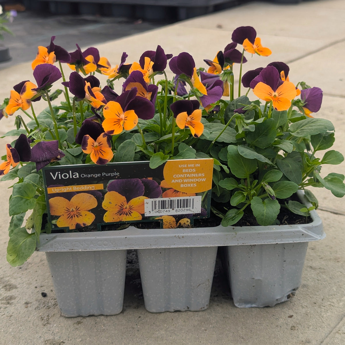 A tray of Viola orange-purple pansies in a gray plastic nursery tray, with a label card visible in front. The flowers have dark purple tops and bright orange lower petals, with green leaves, photographed outdoors on a concrete surface.