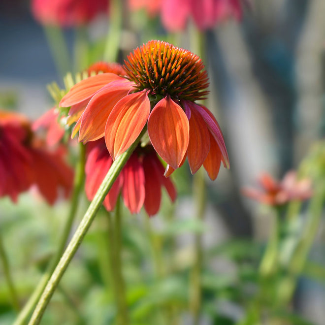 Herbaceous Perennials