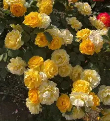 Roses
