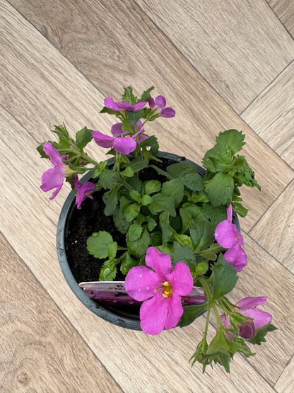 Bacopa Megacopa Pink