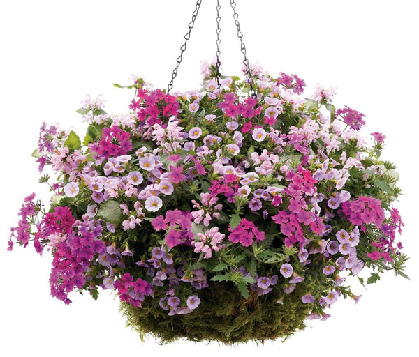 Summer Hanging Basket PINK SHADES