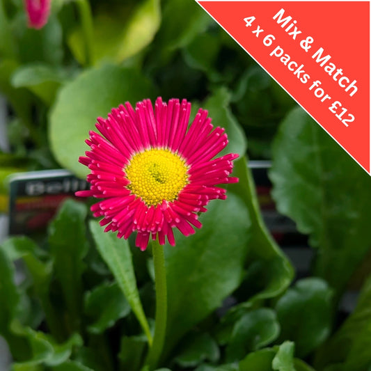 Bellis Red 6 Pack
