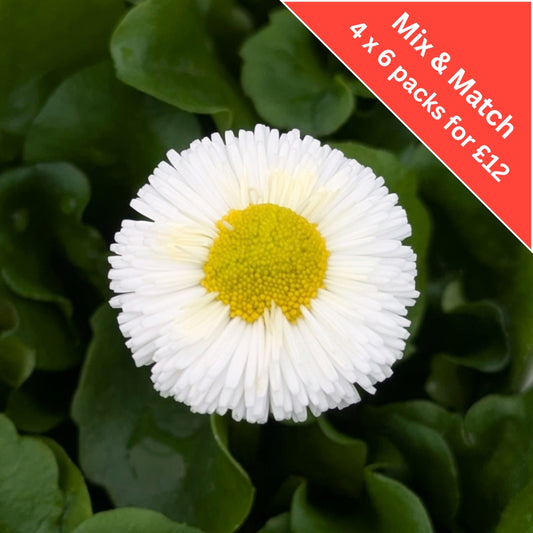 Bellis White 6 Pack