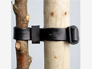 Prunus Kanzan Flowering Cherry