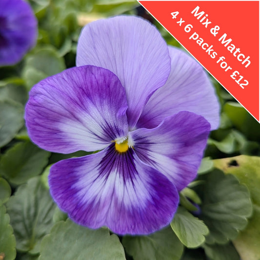 Pansy Lavender Shades 6 Pack