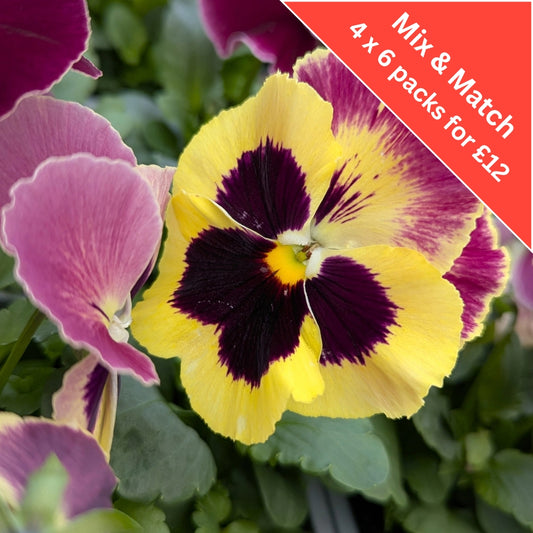 Pansy Raspberry Cream 6 Pack