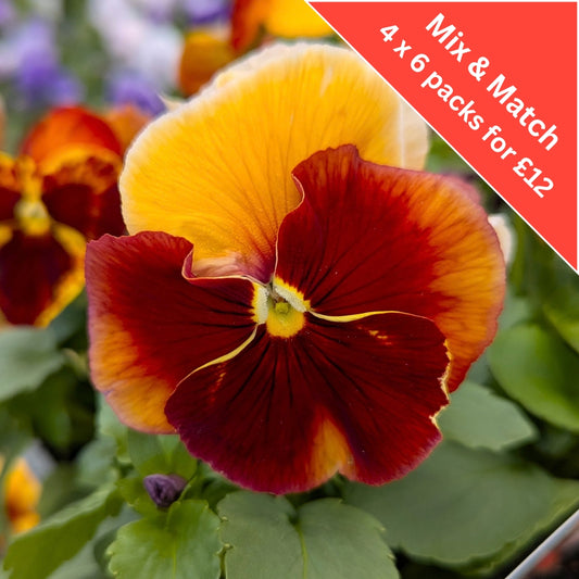 Pansy Beacon Caramel 6 Pack