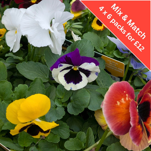 Pansy Mixed 6 Pack