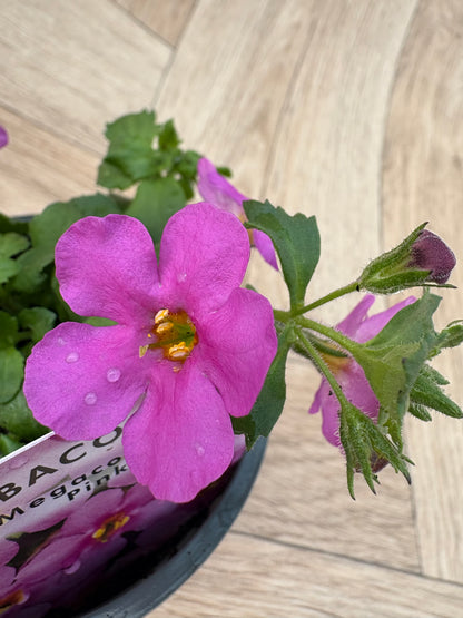 Bacopa Megacopa Pink