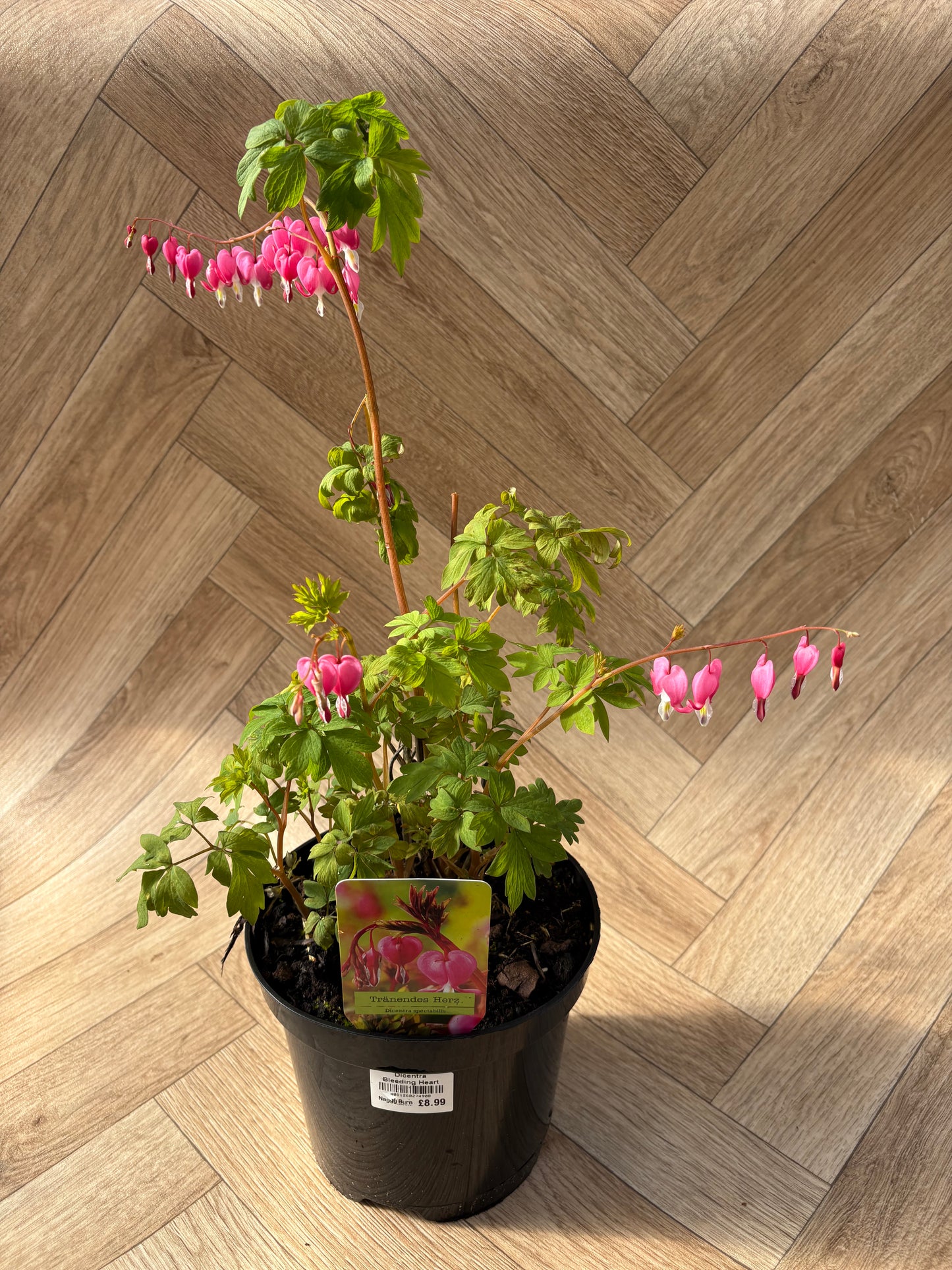 Dicentra Spectabilis ‘Bleeding Heart’