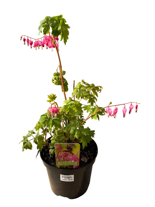 Dicentra Spectabilis ‘Bleeding Heart’