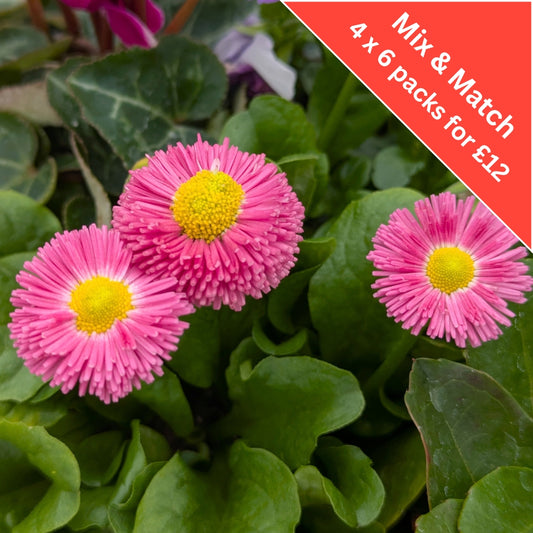 Bellis Pink 6 Pack