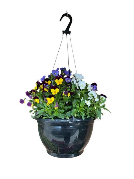 Viola Hanging Basket