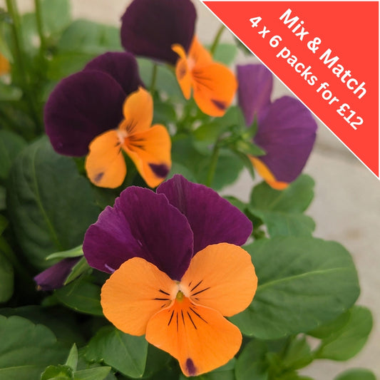Voila Orange Purple 6 Pack