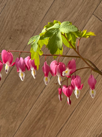 Dicentra Spectabilis ‘Bleeding Heart’