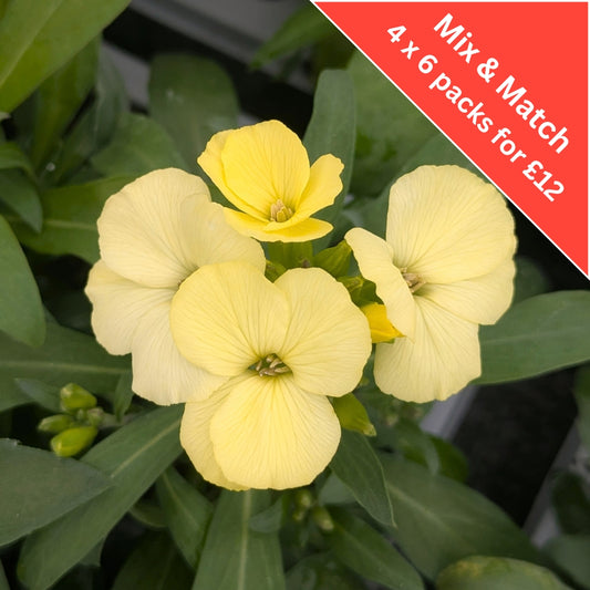 Wallflower 6 Pack
