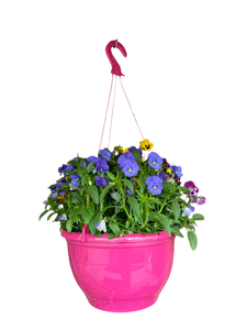 Viola Hanging Basket