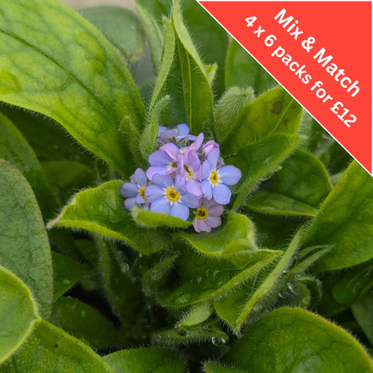 Forget Me Not (Myosotis Blue) 6 Pack