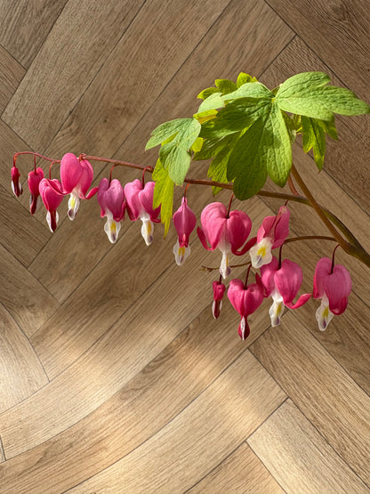 Dicentra Spectabilis ‘Bleeding Heart’
