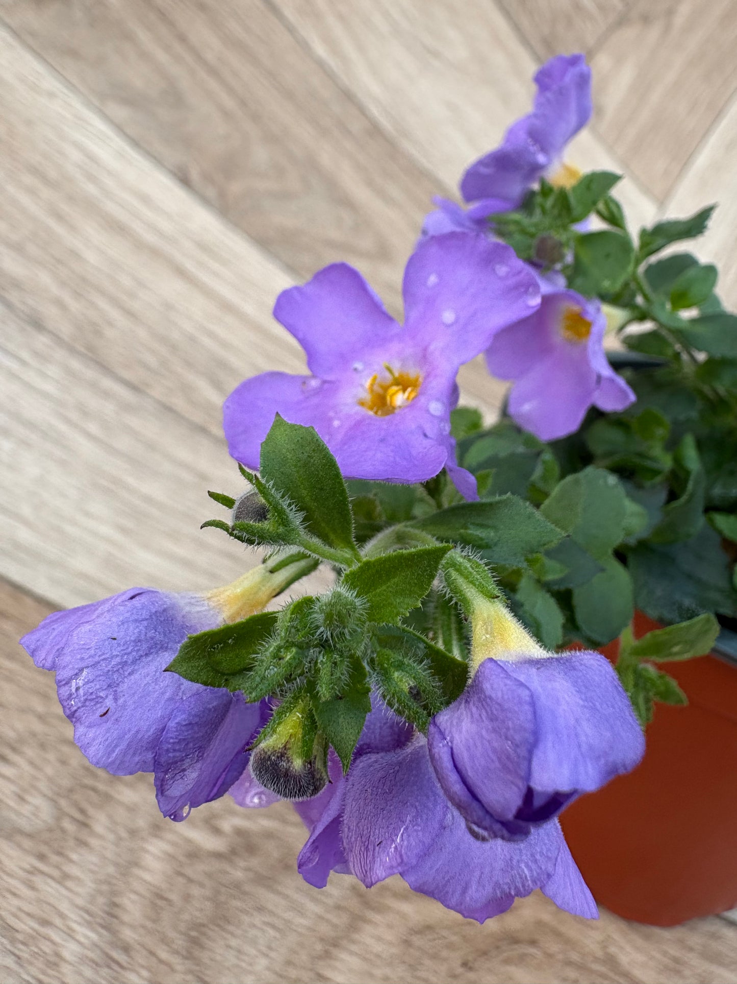 Bacopa Megacopa Blue