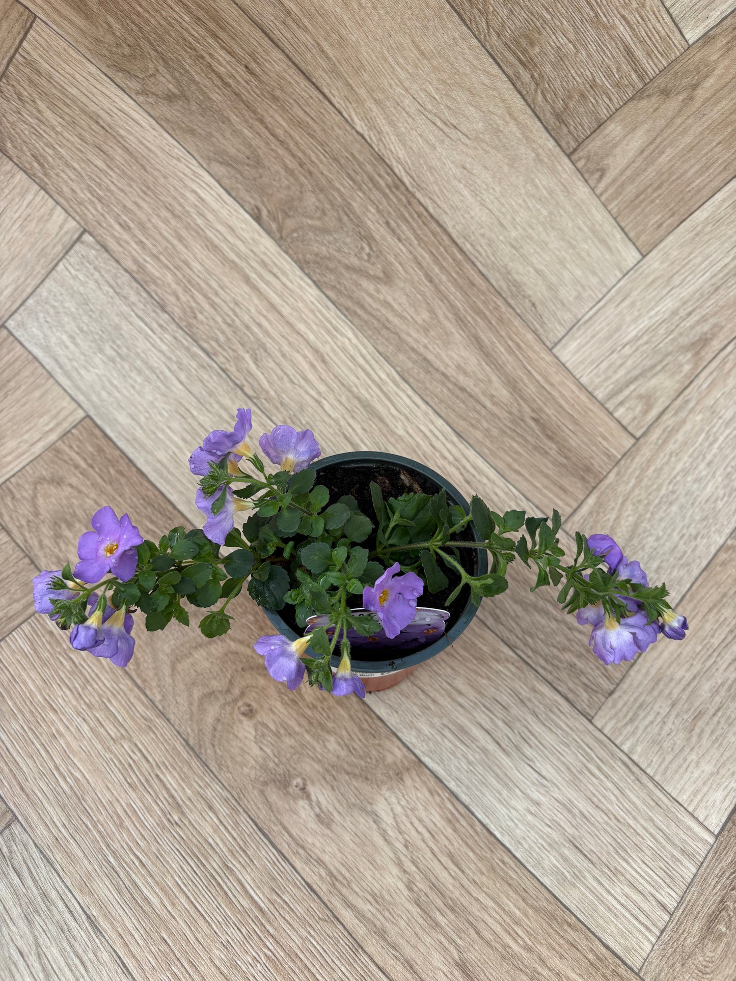 Bacopa Megacopa Blue