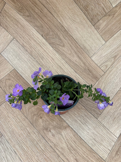Bacopa Megacopa Blue