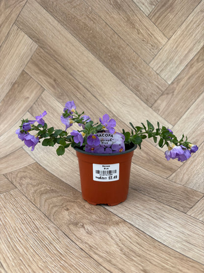 Bacopa Megacopa Blue