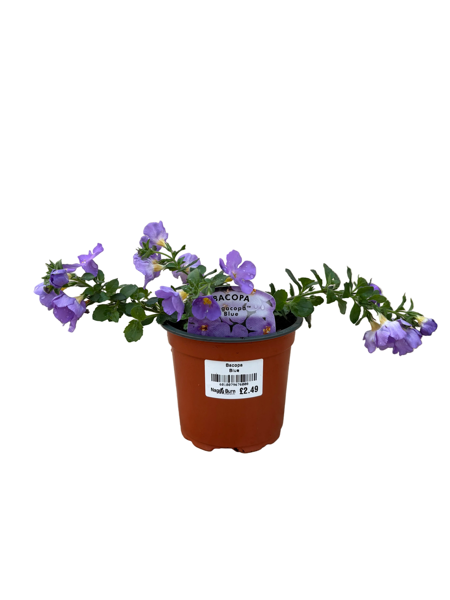 Bacopa Megacopa Blue