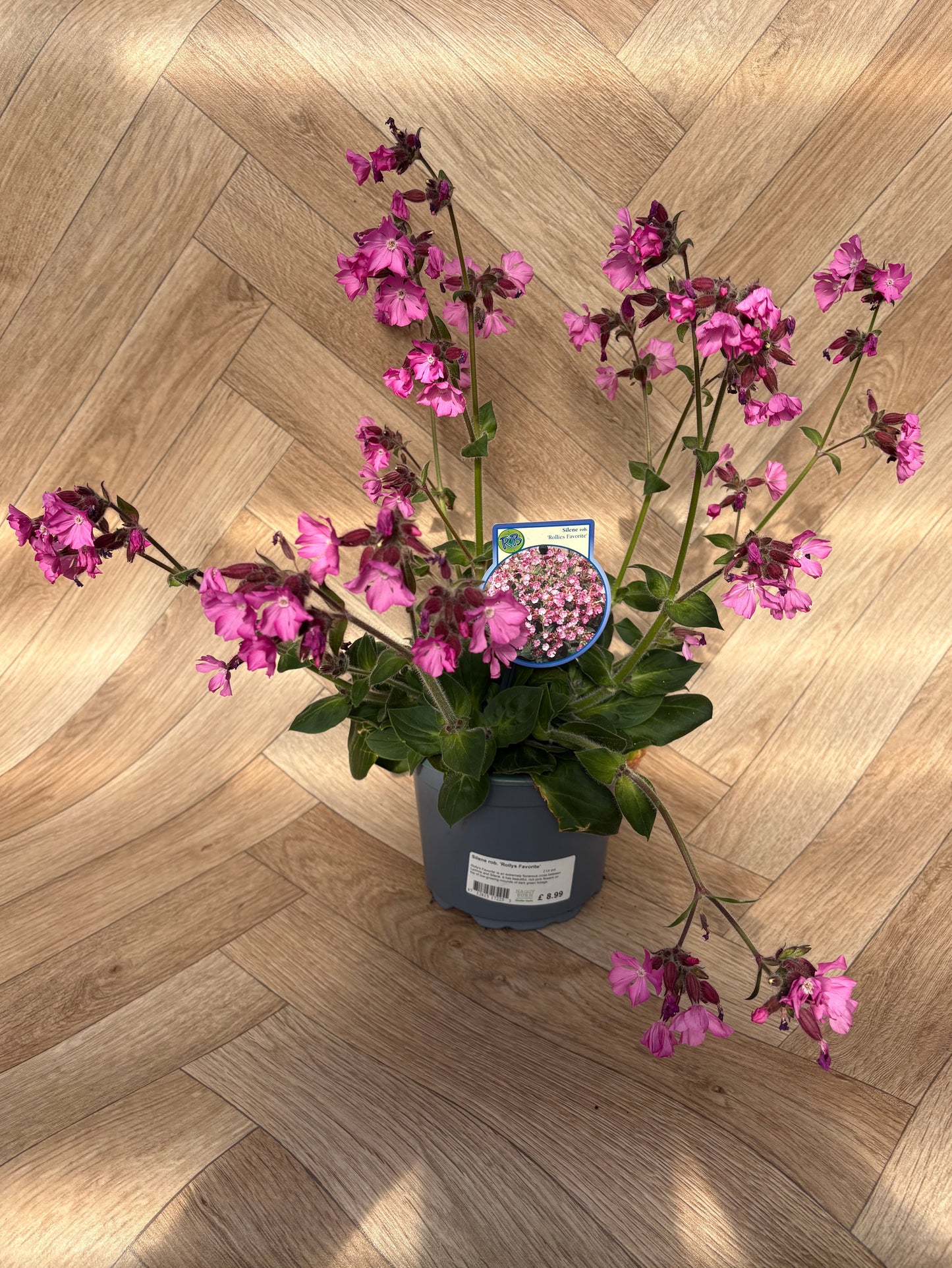 Silene Rollies Favourite