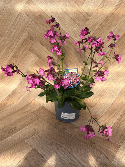 Silene Rollies Favourite