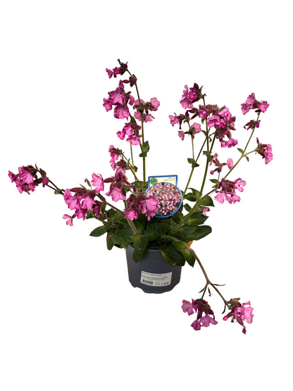 Silene Rollies Favourite