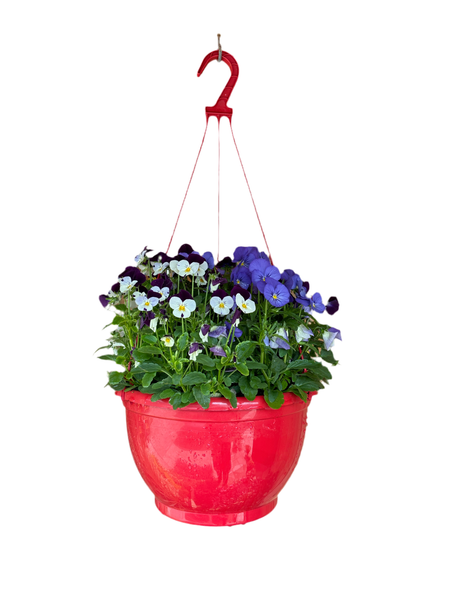 Viola Hanging Basket