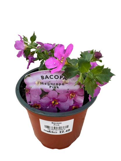 Bacopa Megacopa Pink