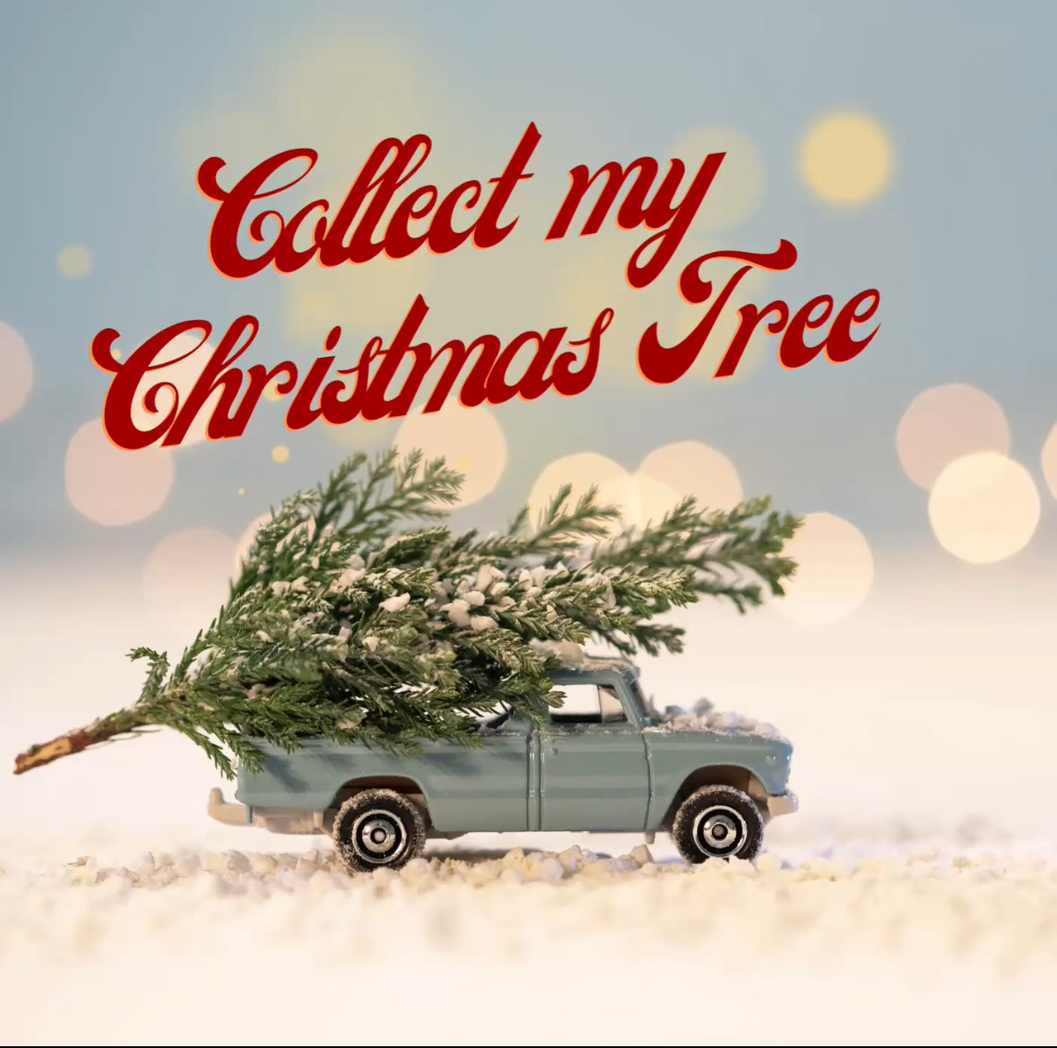 Collect My Christmas Tree WEDNESDAY 8th to SATURDAY 11th JANUARY