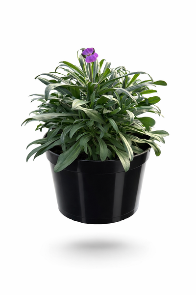 Erysimum Bowles Mauve