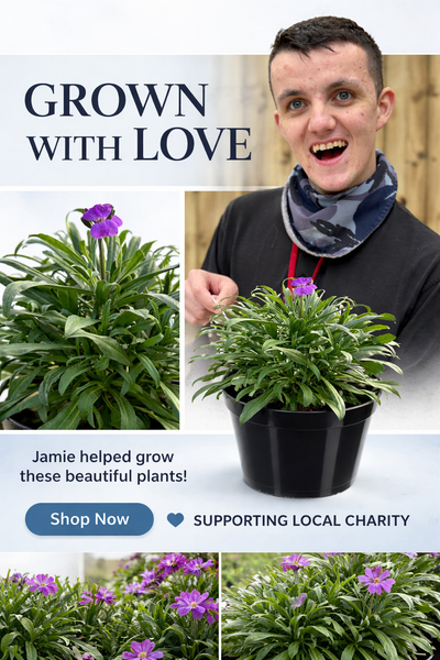 Erysimum Bowles Mauve