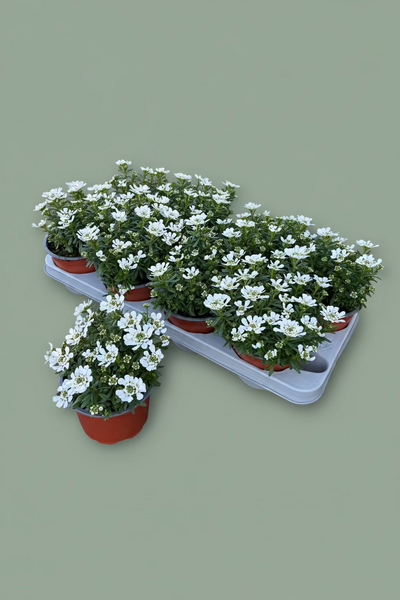 Special Offer Tray Offer £10