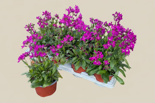 Special Offer Tray Offer £10