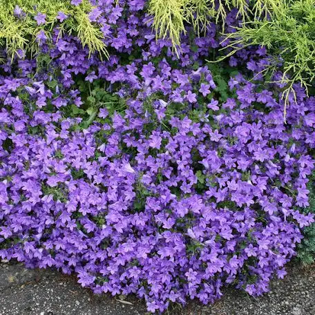 Aubrieta SUPER DEAL