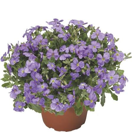Aubrieta SUPER DEAL